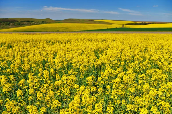 stock image Rape field