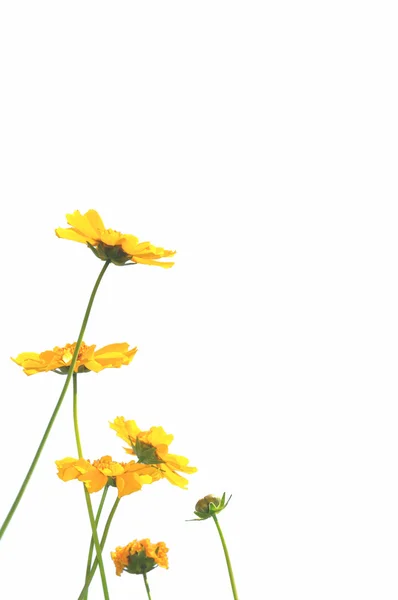 Yelow flores —  Fotos de Stock