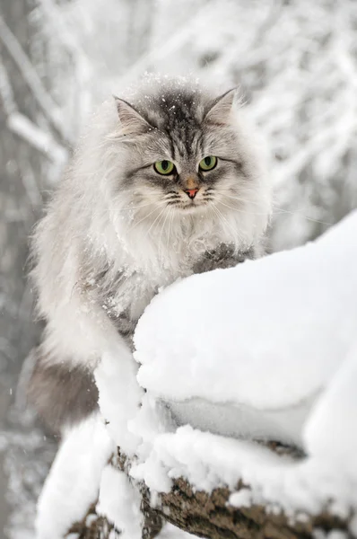 Nadýchaný zvědavá kočka ve winter parku — Stock fotografie