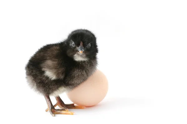 Baby-chicken with egg — Stock Photo, Image