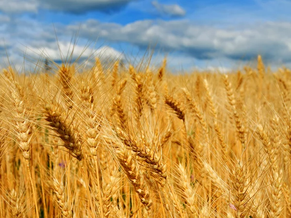 Beautiful wheat field — Stock Photo, Image