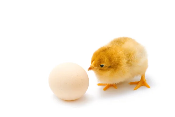 Chicken waiting for his brother to hatch — Stock Photo, Image