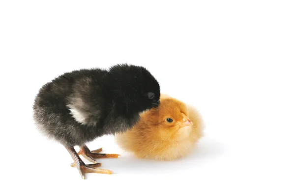 Duas galinhas pequenas — Fotografia de Stock