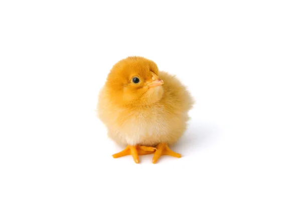 Lilla baby-kyckling — Stockfoto