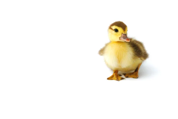 可爱小鸭上白色隔离 — 图库照片