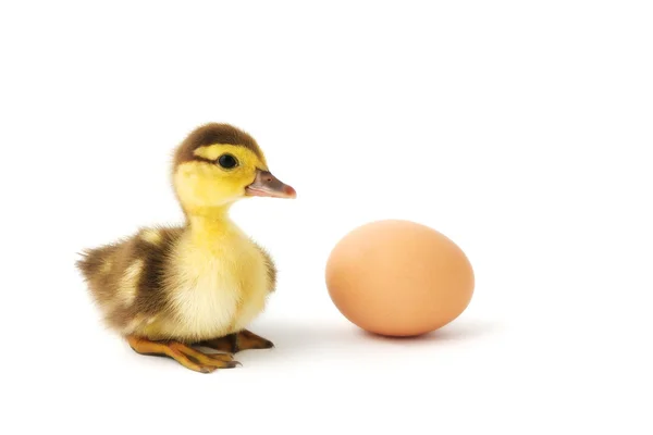 Little duckling and the egg — Stock Photo, Image