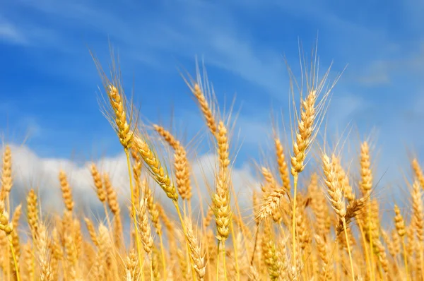 Campo de trigo dourado fundo — Fotografia de Stock