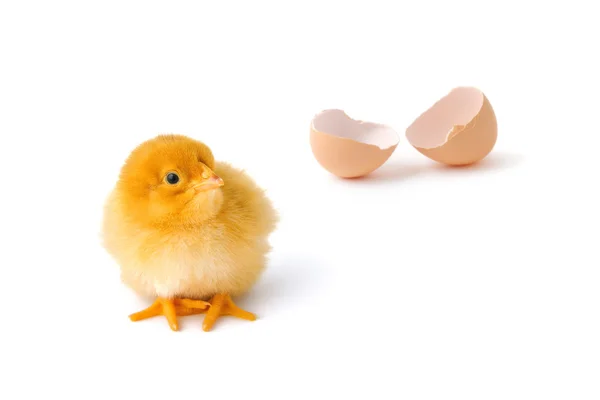 Nyfödda baby kyckling — Stockfoto