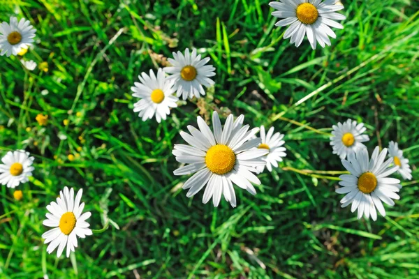 데이지 꽃 근접 촬영 — 스톡 사진