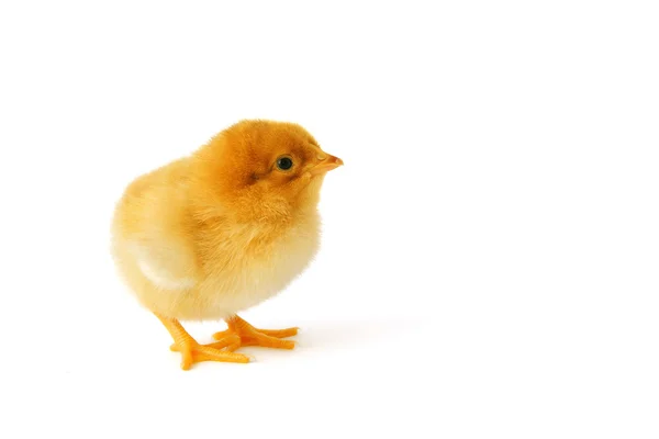 Söt gul baby kyckling — Stockfoto