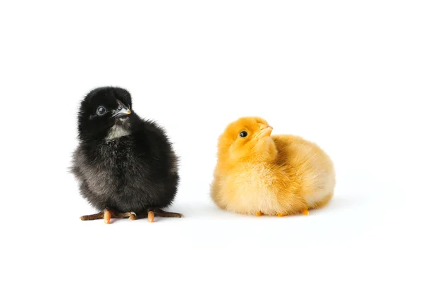 Dvě kuřata — Stock fotografie