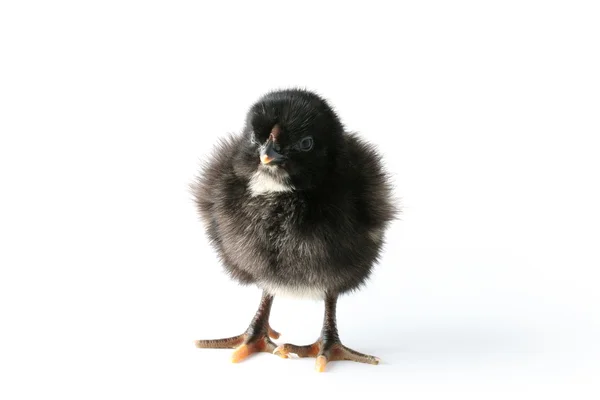 Svart baby-kyckling — Stockfoto