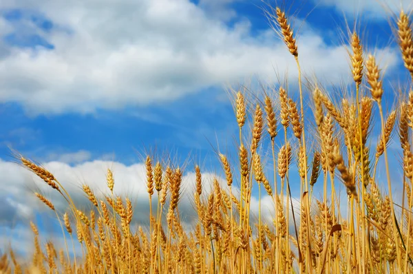 Připraven na sklizeň pšenice — Stock fotografie