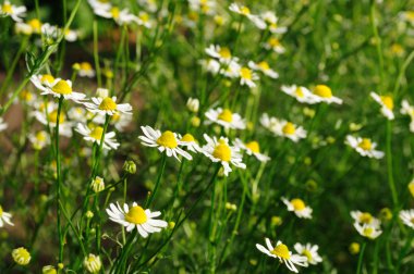 Matricaria chamomilla herb