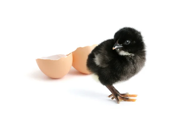 Bara kläckt kyckling — Stockfoto