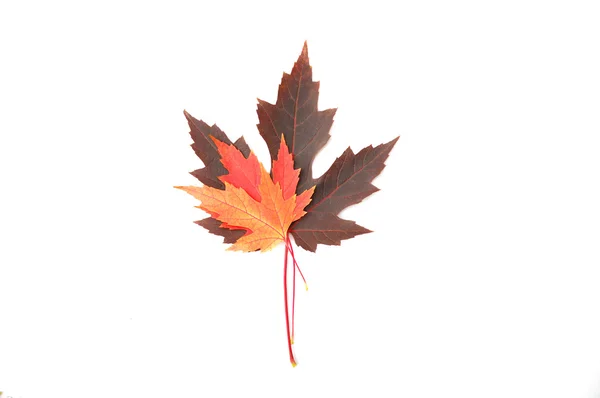 Renkli akçaağaç yaprakları — Stok fotoğraf
