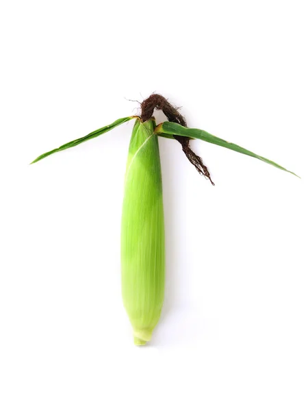 トウモロコシの耳 — ストック写真