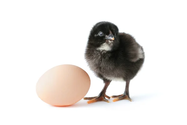 Baby kyckling och ägg — Stockfoto
