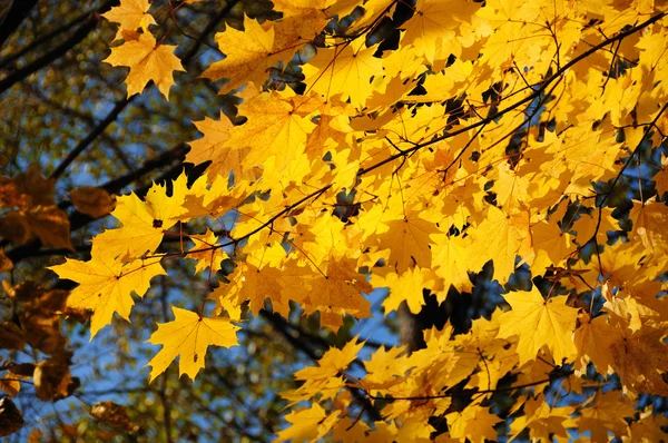 树叶 黄 — 图库照片