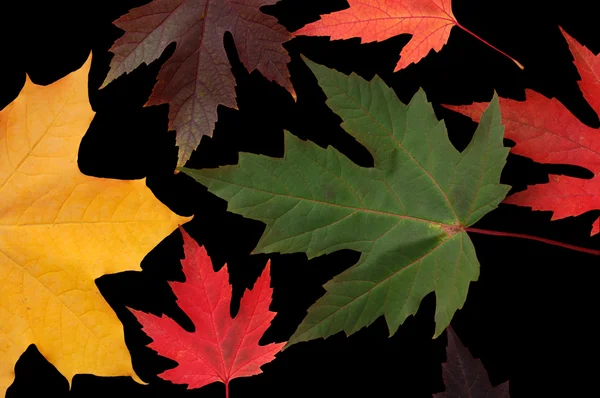 Folhas de outono em preto — Fotografia de Stock