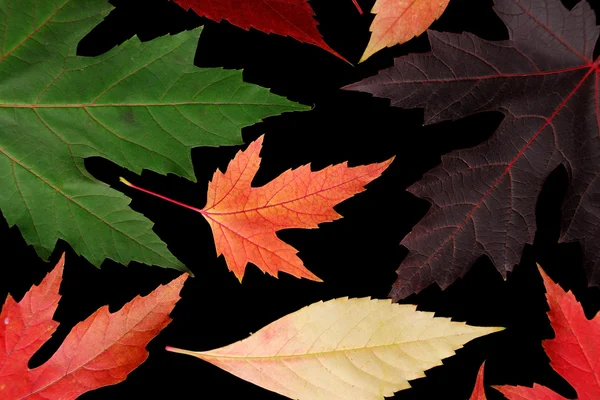 Fall background — Stock Photo, Image