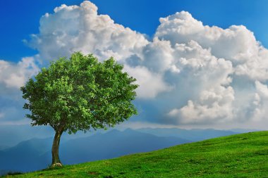 Lone tree in the mountains clipart