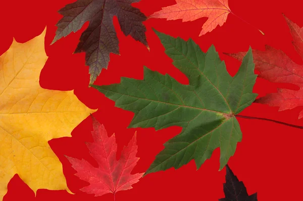 Herbstblätter auf Rot — Stockfoto