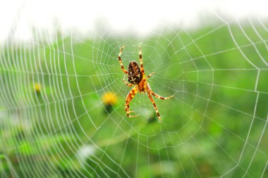 Avrupa Bahçe örümcek (Araneus diadematus), diadem örümcek veya c