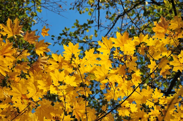 Яркие жёлтые кленовые листья — стоковое фото