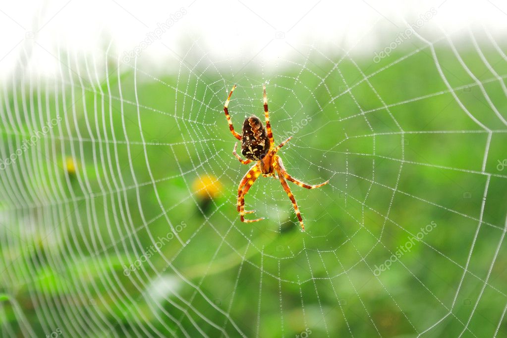 European garden spider (Araneus diadematus), diadem spider, or c