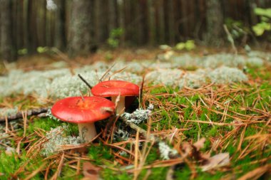 Yenilebilir russula mantar