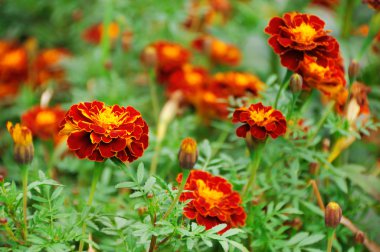 Marigolds in the flower-bed clipart