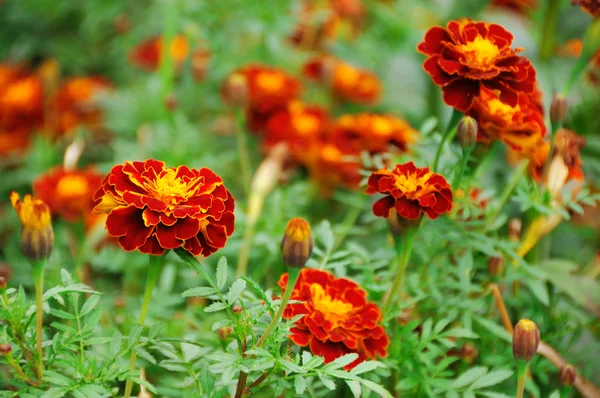 Marigolds no canteiro de flores — Fotografia de Stock