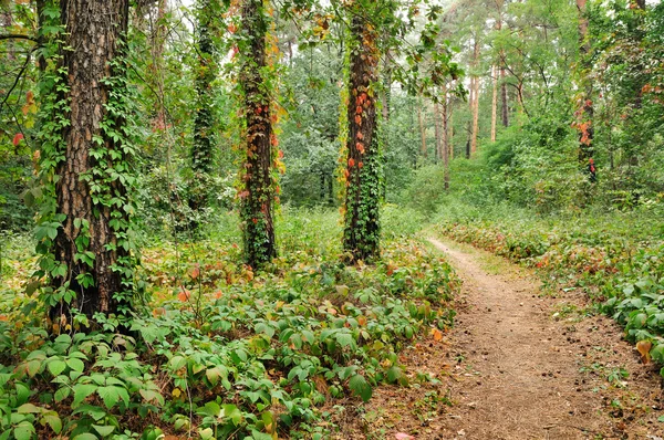 Bellissimo sentiero forestale — Foto Stock