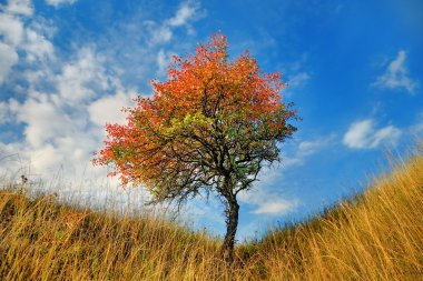 Lone tree in the fall time clipart