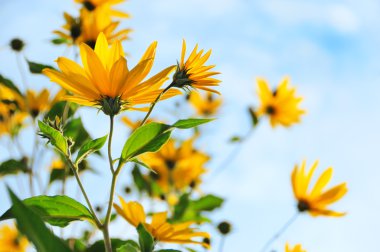 The Jerusalem artichoke (Helianthus tuberosus) or topinambur flo clipart