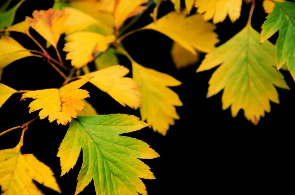 Желтые листья на черном — стоковое фото