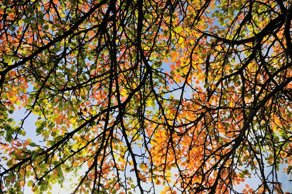 Caída hojas de color fondo — Foto de Stock