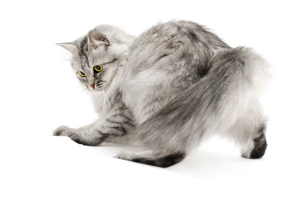 俏皮只毛绒绒的猫 — 图库照片