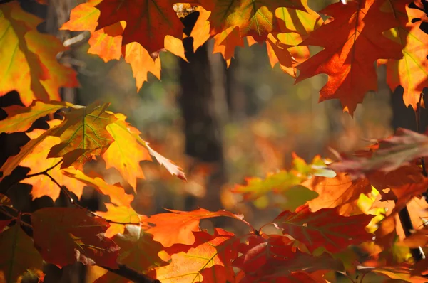 背光红橡树叶子 — 图库照片