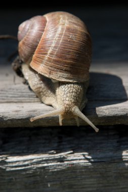 Ağaç kabuğu üzerinde salyangoz