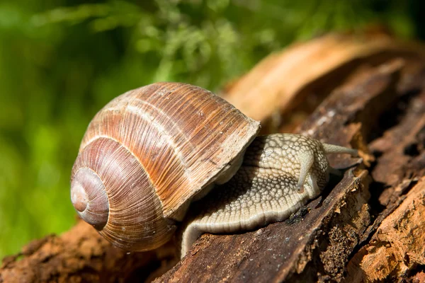 Snail on a tree bark — Stock Photo, Image
