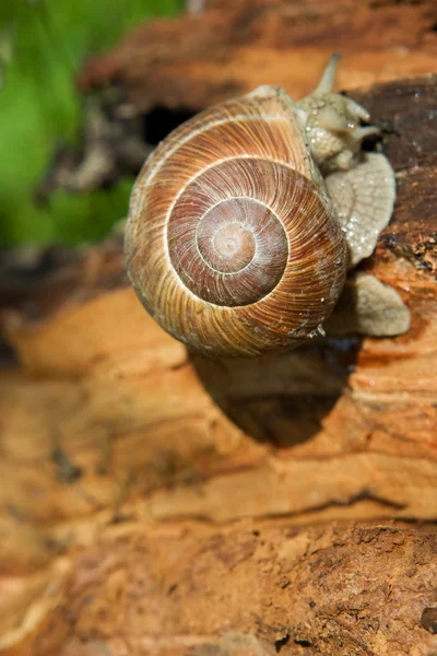 Snail on a tree bark — Stock Photo, Image