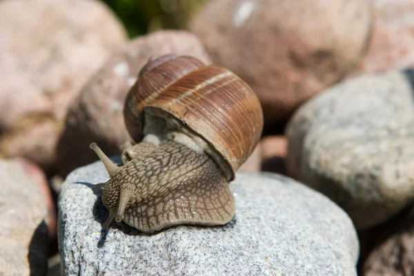 Snail on a stone — Stock Photo, Image