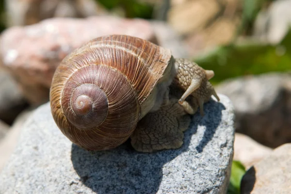 Snail on a stone — Stock Photo, Image