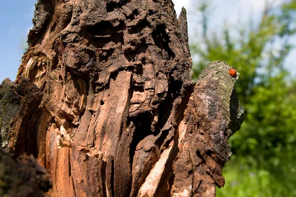 무당벌레과 갈라진된 나무 껍질 — 스톡 사진