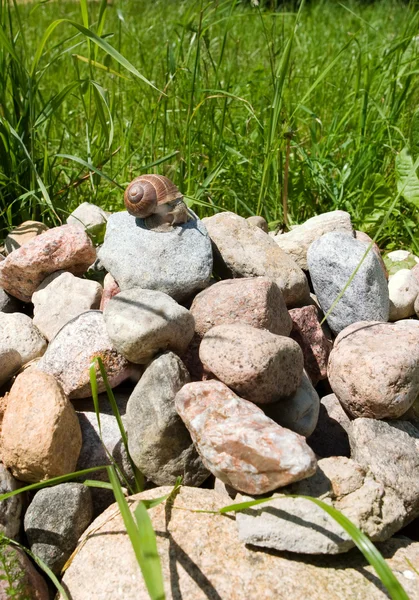 Snigel på en sten — Stockfoto