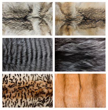 Closeup of beautiful fox wolf mink fur