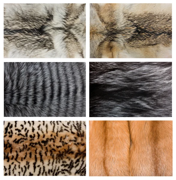Closeup of beautiful fox wolf mink fur — Stock Photo, Image