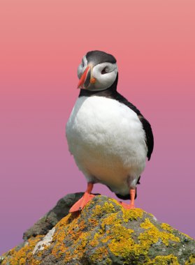 Puffin clipart